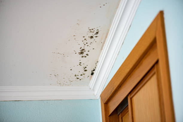 Why You Should Choose Our Mold Remediation Services in Paonia, CO